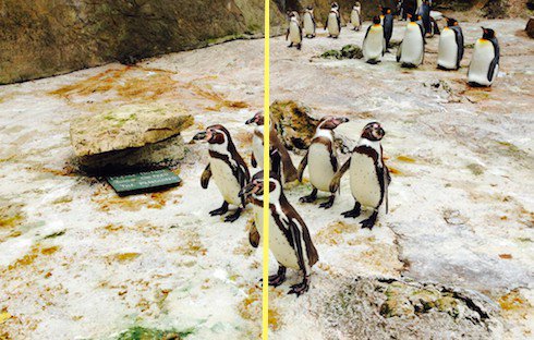 awesome-penguins-1